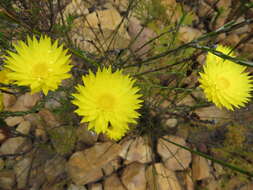 Imagem de Edmondia fasciculata (Andr.) Hilliard