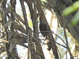 Plancia ëd Campethera abingoni constricta Clancey 1965