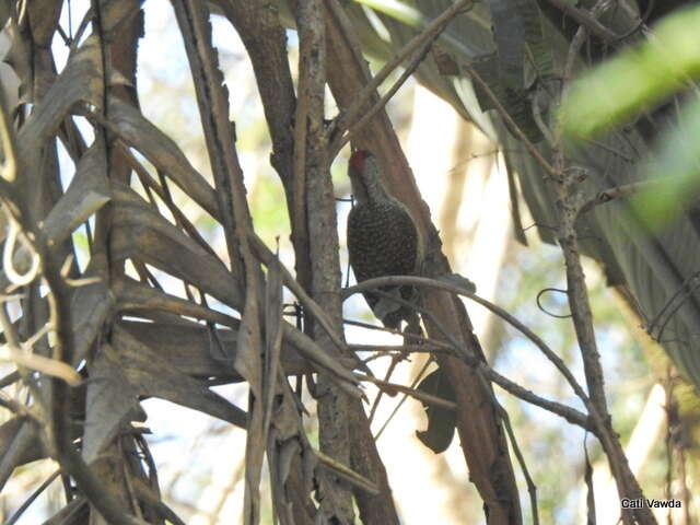 صورة Campethera abingoni constricta Clancey 1965