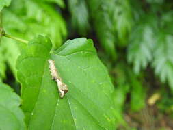 Image de Bombyx mandarina formosana (Matsumura 1927)