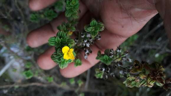 Imagem de Chaetolepis microphylla (Bonpl.) Miq.