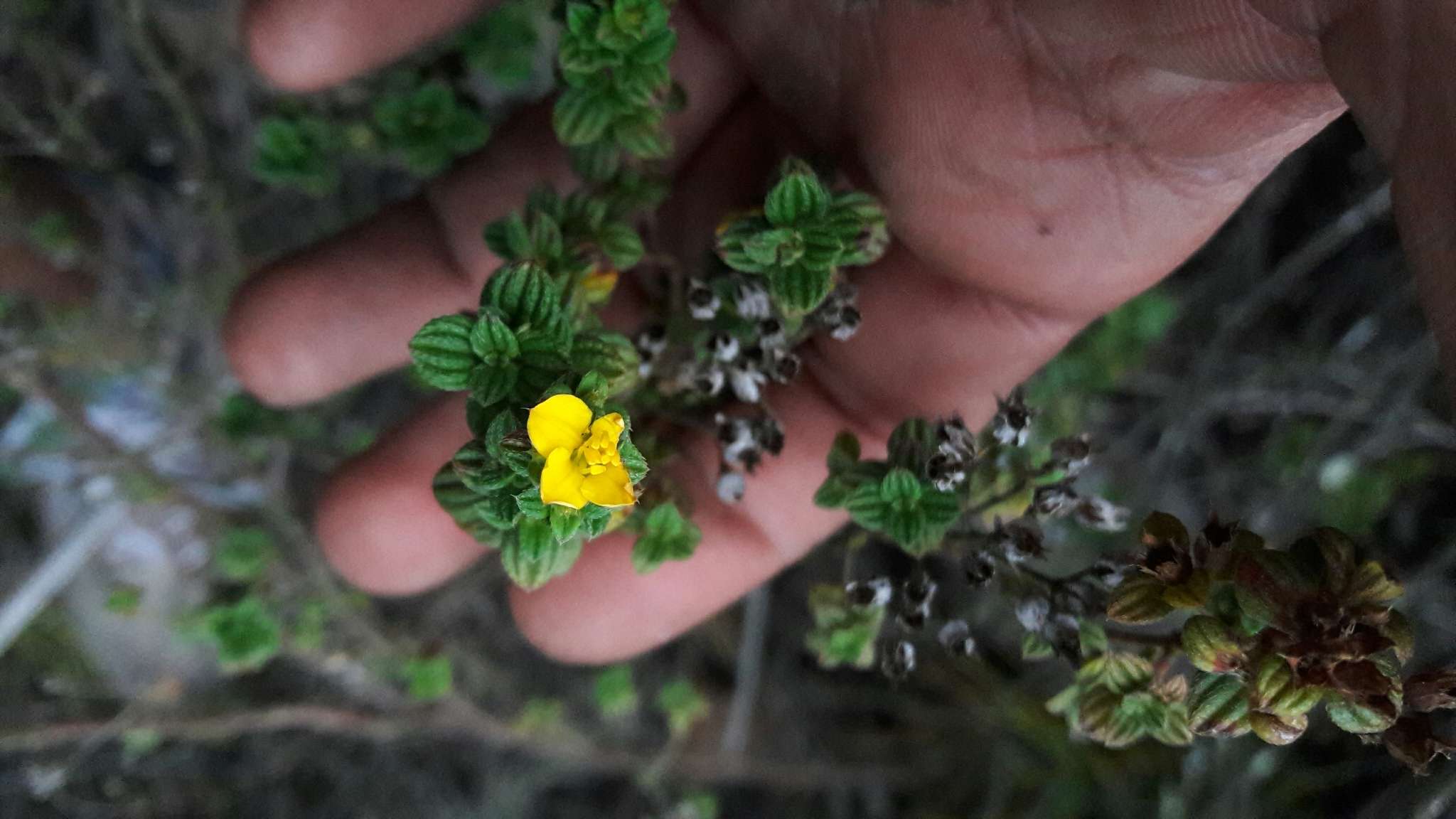 Image of Chaetolepis microphylla (Bonpl.) Miq.