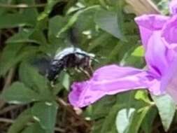 Image de Xylocopa abbotti (Cockerell 1909)