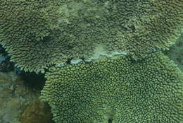 Image of Brush Coral