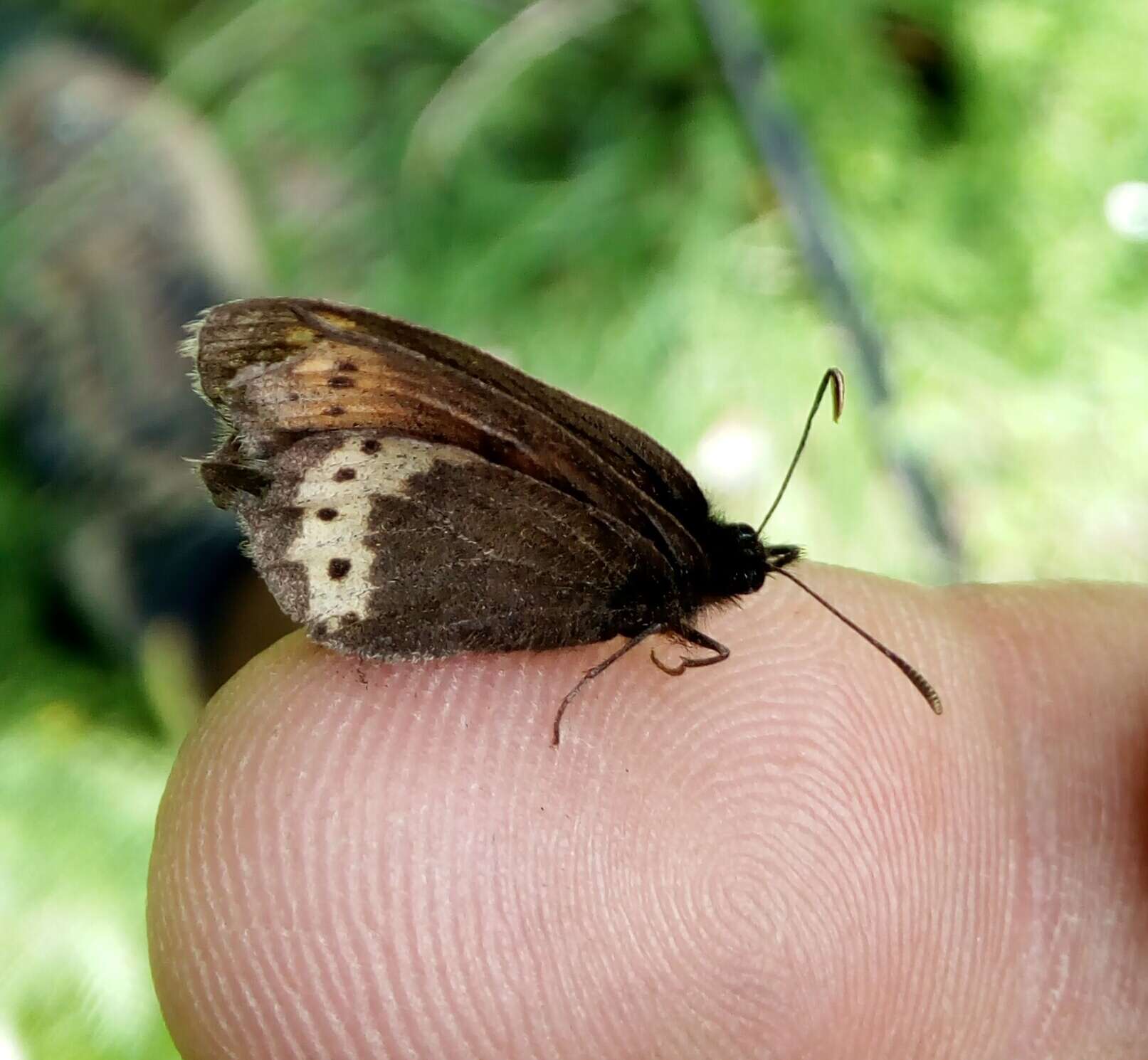 Image of Yellow-banded Ringlet