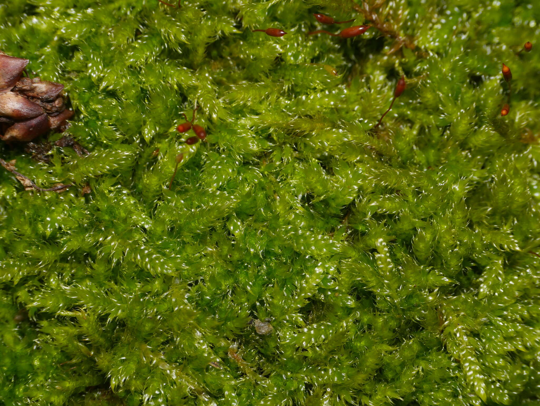 Image of hypnum moss