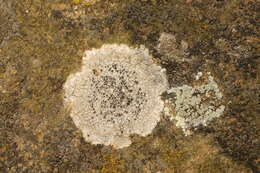 Image of rim lichen