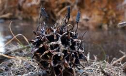 Imagem de Xylaria liquidambaris J. D. Rogers, Y. M. Ju & F. San Martín 2002