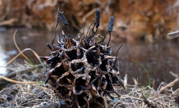 Imagem de Xylaria liquidambaris J. D. Rogers, Y. M. Ju & F. San Martín 2002