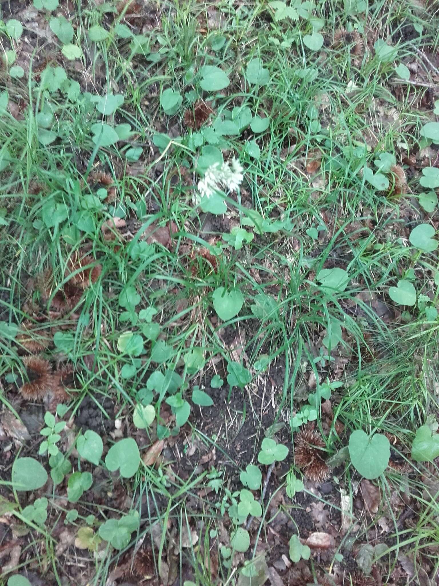 Image of lesser wood-rush