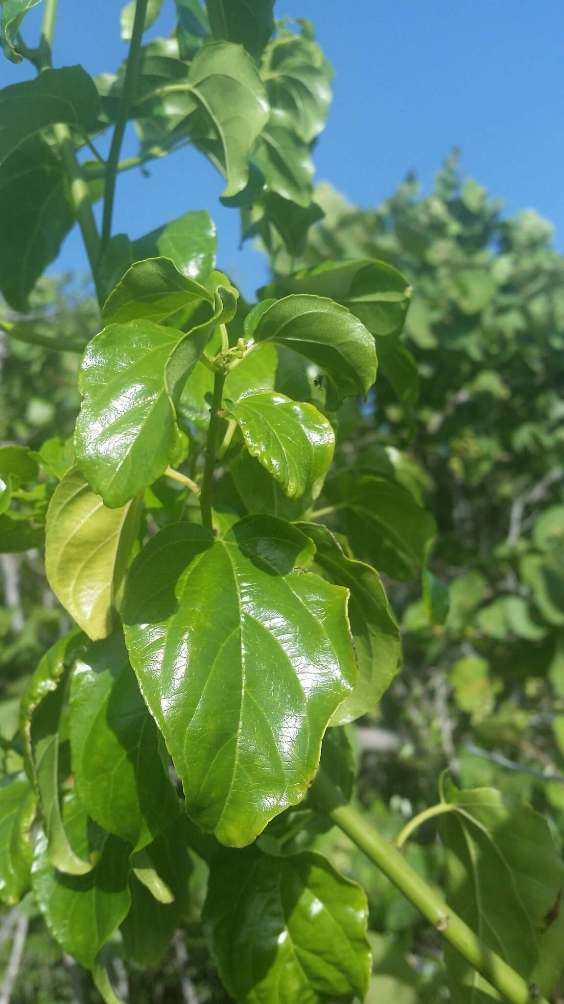 Image of Asian nakedwood