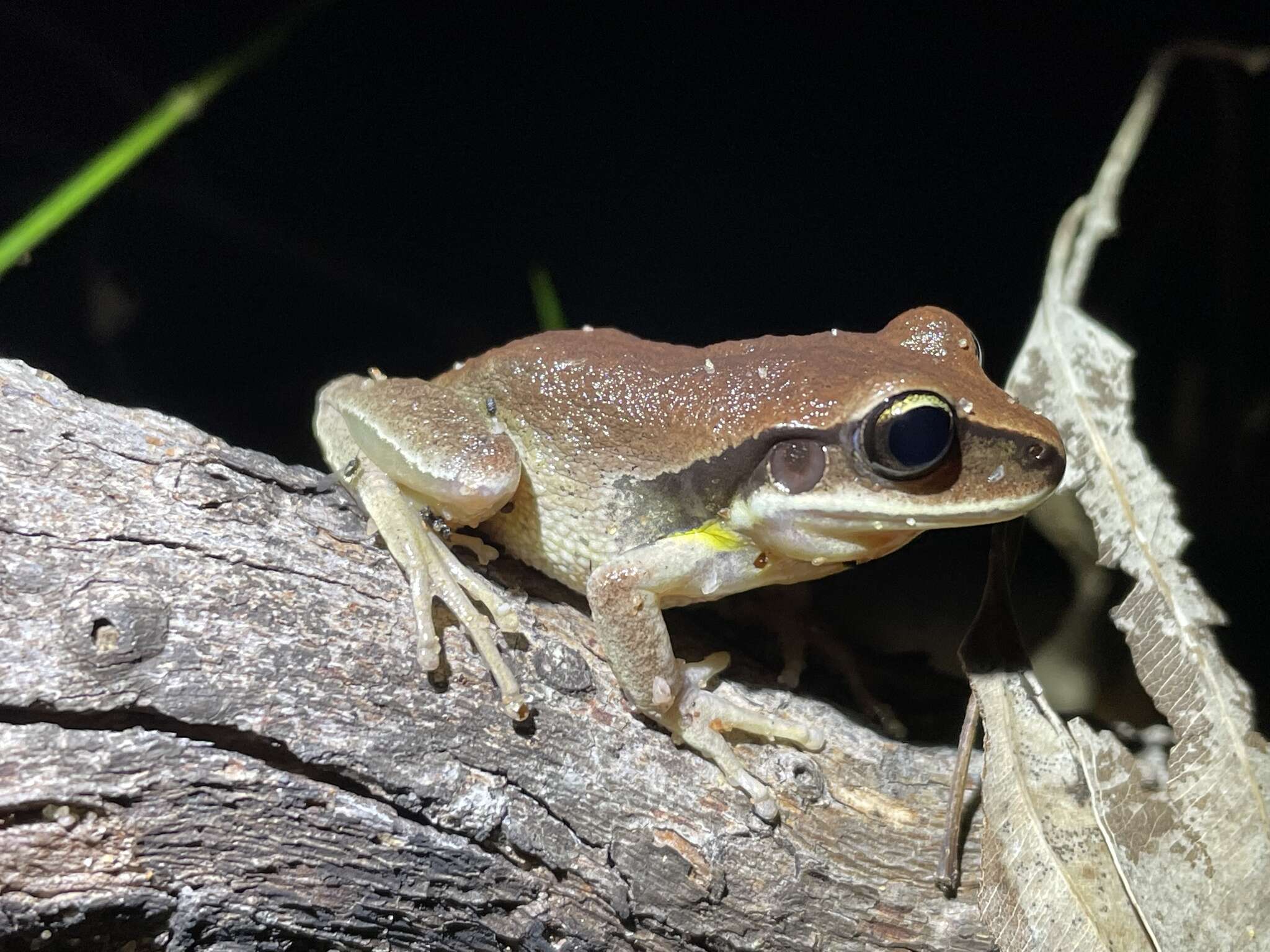 Nyctimystes brevipalmatus (Tyler, Martin & Watson 1972)的圖片