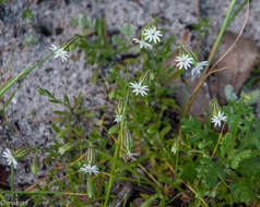 Слика од <i>Silene aethiopica</i>