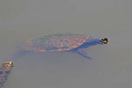 Image of Murray River Turtle