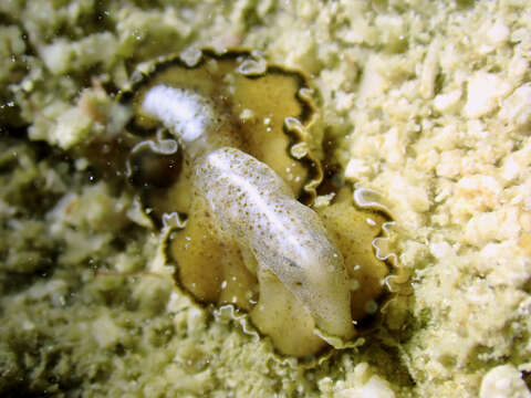 Image of Frilly baby poo flatworm