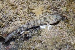 Image de Istigobius ornatus (Rüppell 1830)