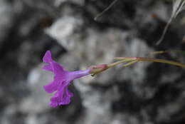 Imagem de Primula spectabilis Tratt.