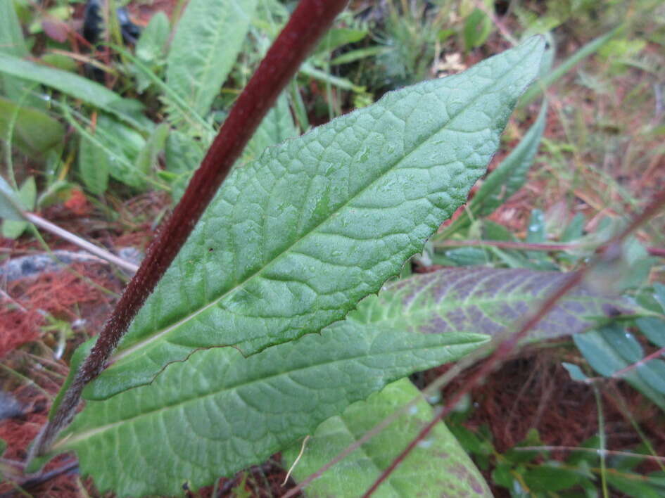 Image of Saussurea stubendorffii Herd.