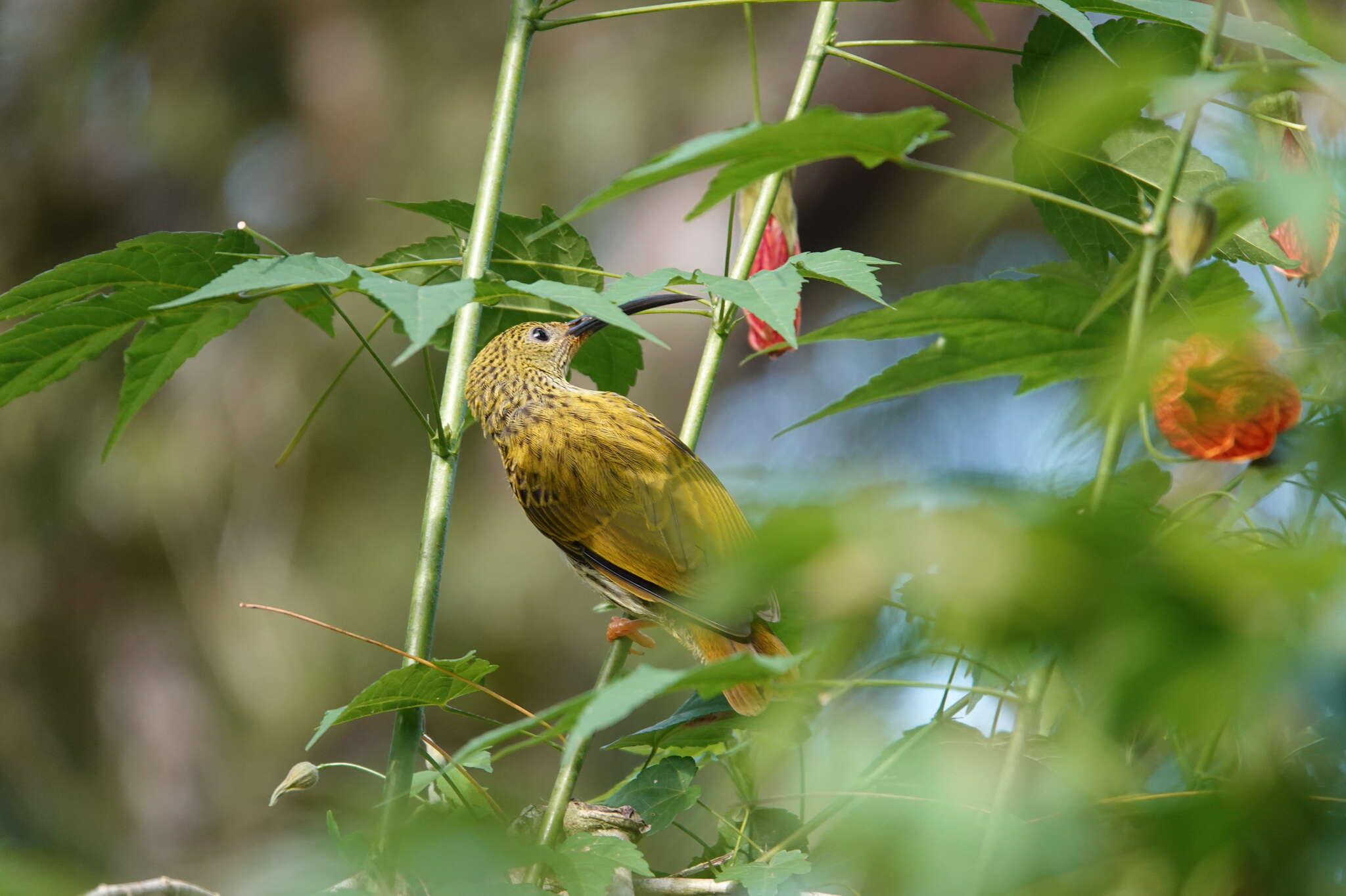 Image of Streaked Spiderhunter