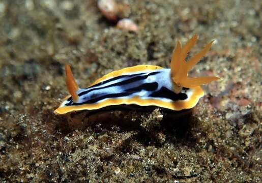 Image of Chromodoris strigata Rudman 1982