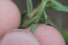 Oenothera toumeyi (Small) Tidestrom resmi