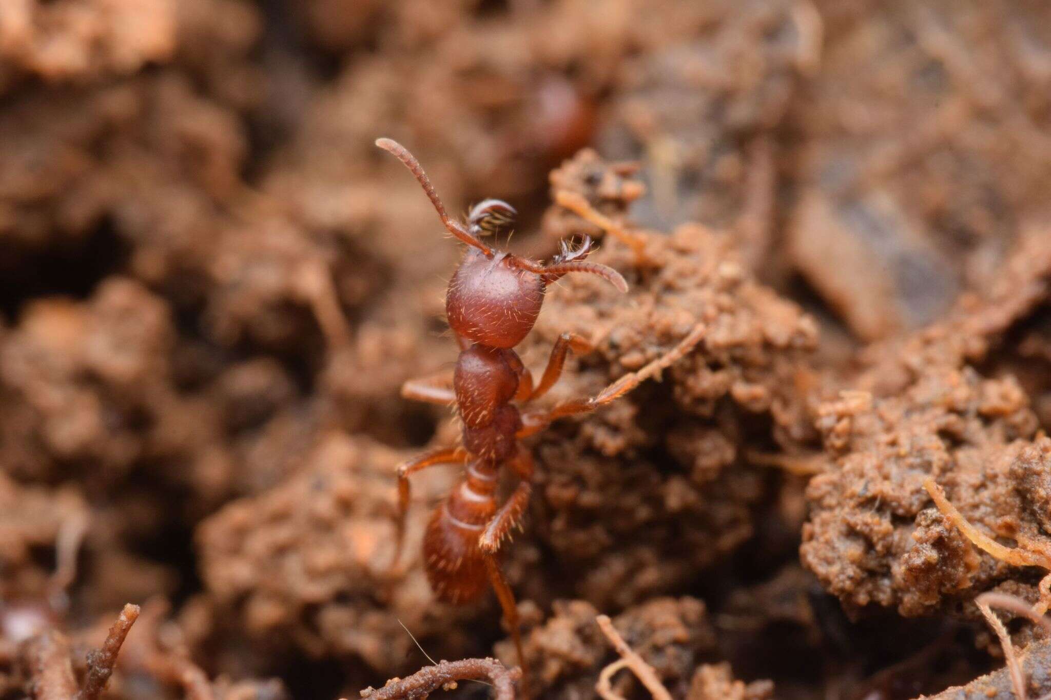 Image de Cheliomyrmex andicola Emery 1894