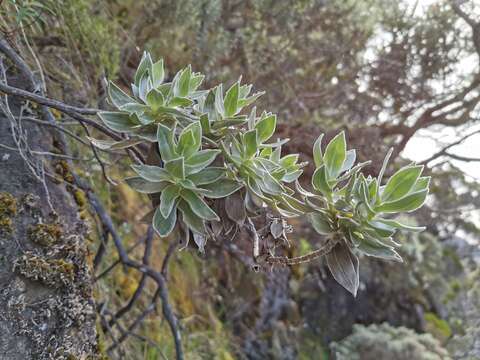 Image of Helichrysum heliotropifolium (Lam.) DC.