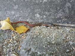 Image of Red Forest Skink