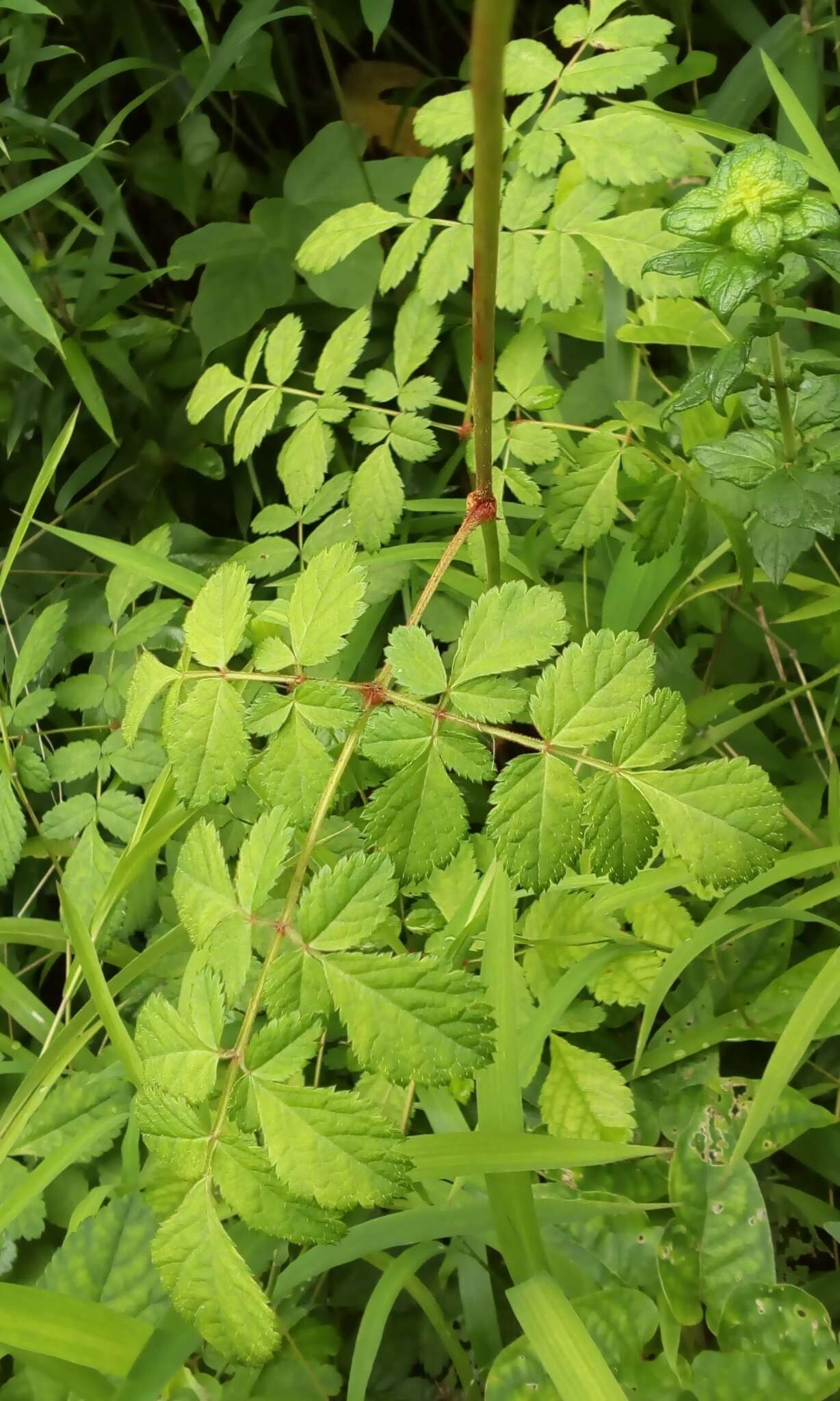 Image of Astilbe microphylla Knoll