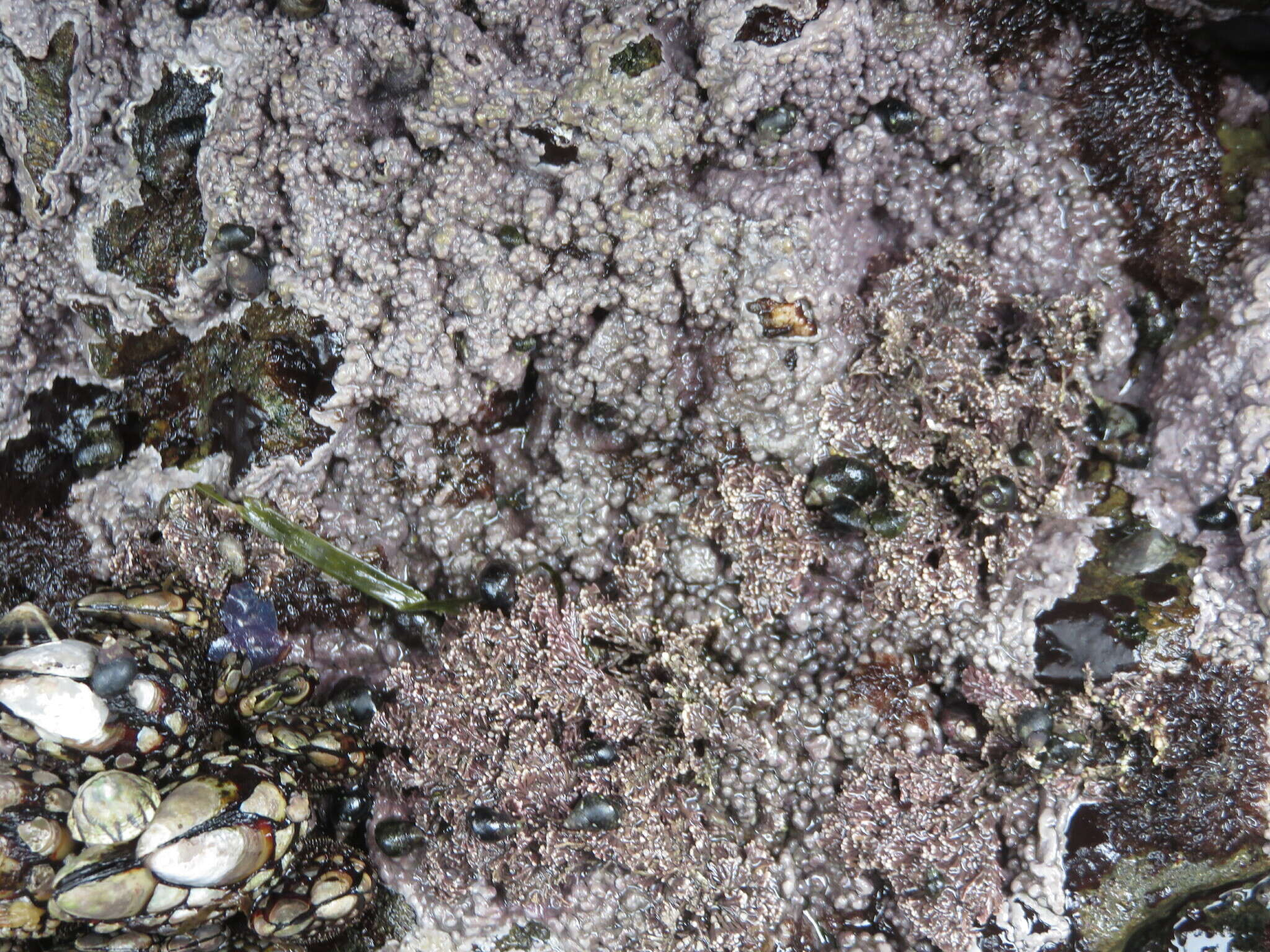 Image of Chamberlainium tumidum