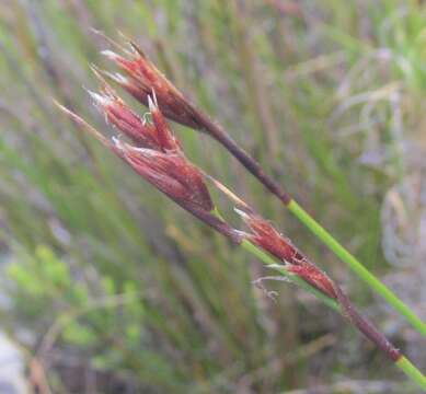 Tetraria maculata Schönland & Turrill的圖片