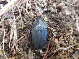 Necrophila (Eusilpha) japonica (Motschulsky 1861) resmi