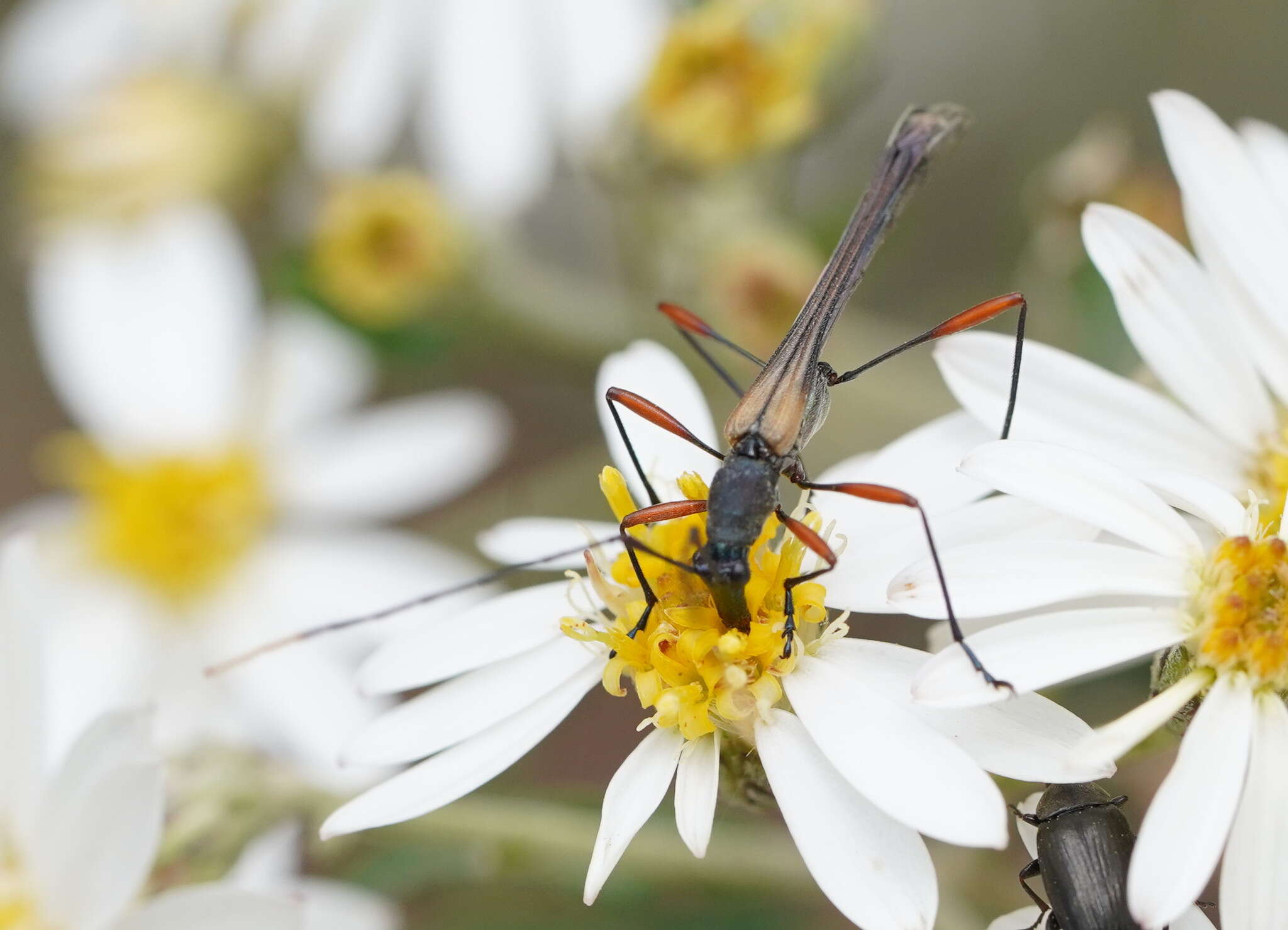 Image of Enchoptera apicalis Saunders 1850