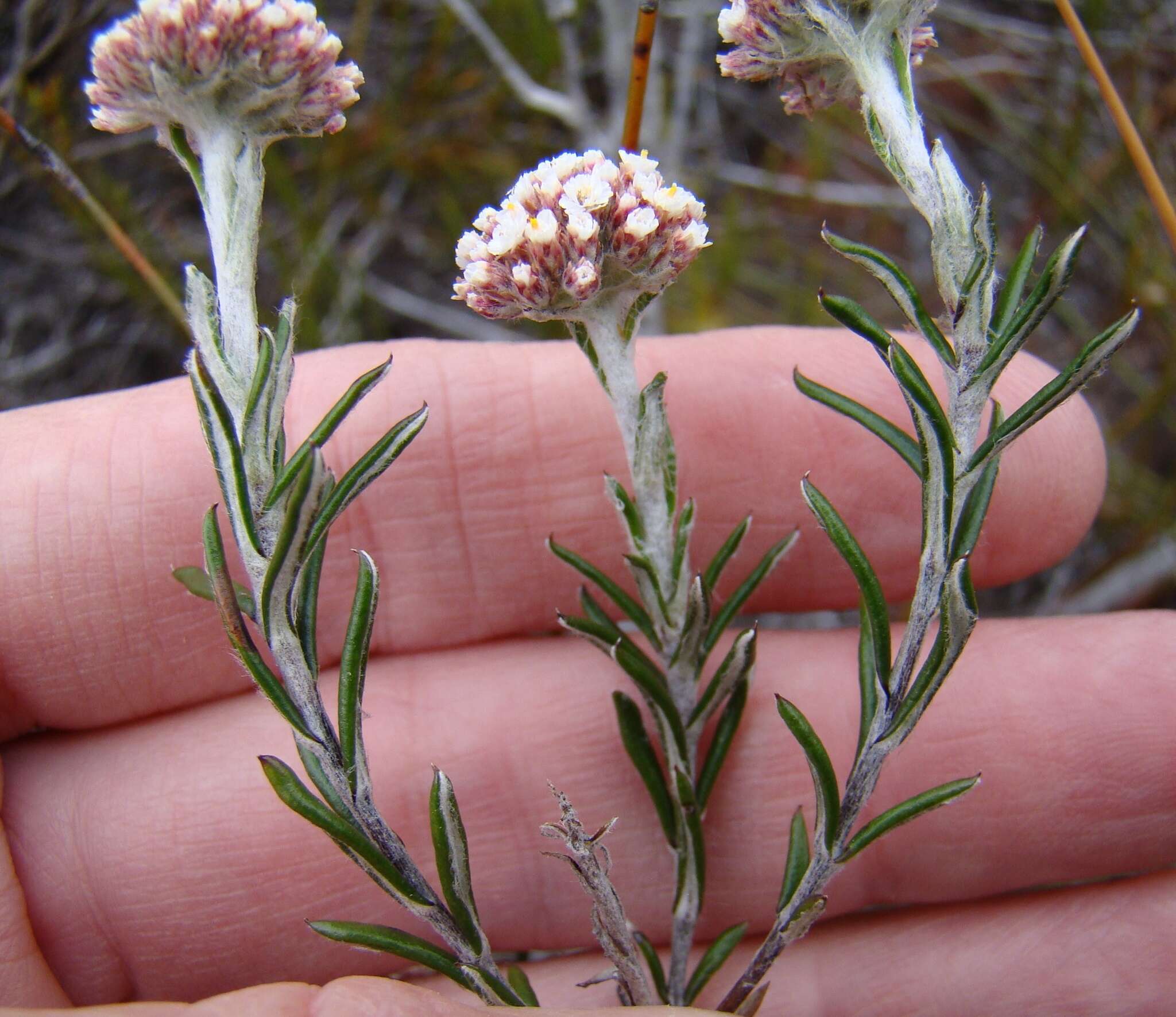 Image of Anaxeton asperum subsp. pauciflorum Lundgren