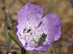 Image de Clarkia bottae (Spach) H. & M. Lewis