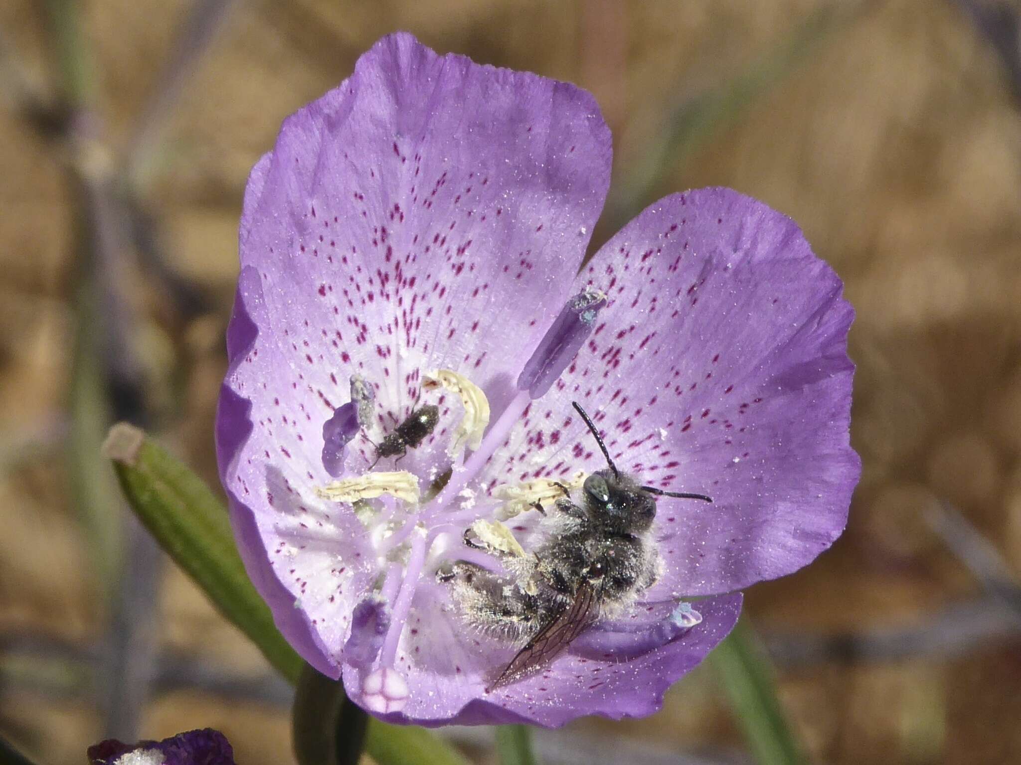 Слика од Clarkia bottae (Spach) H. & M. Lewis