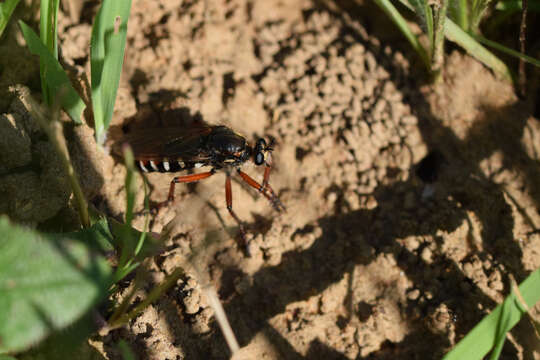 Image of Dasypogon