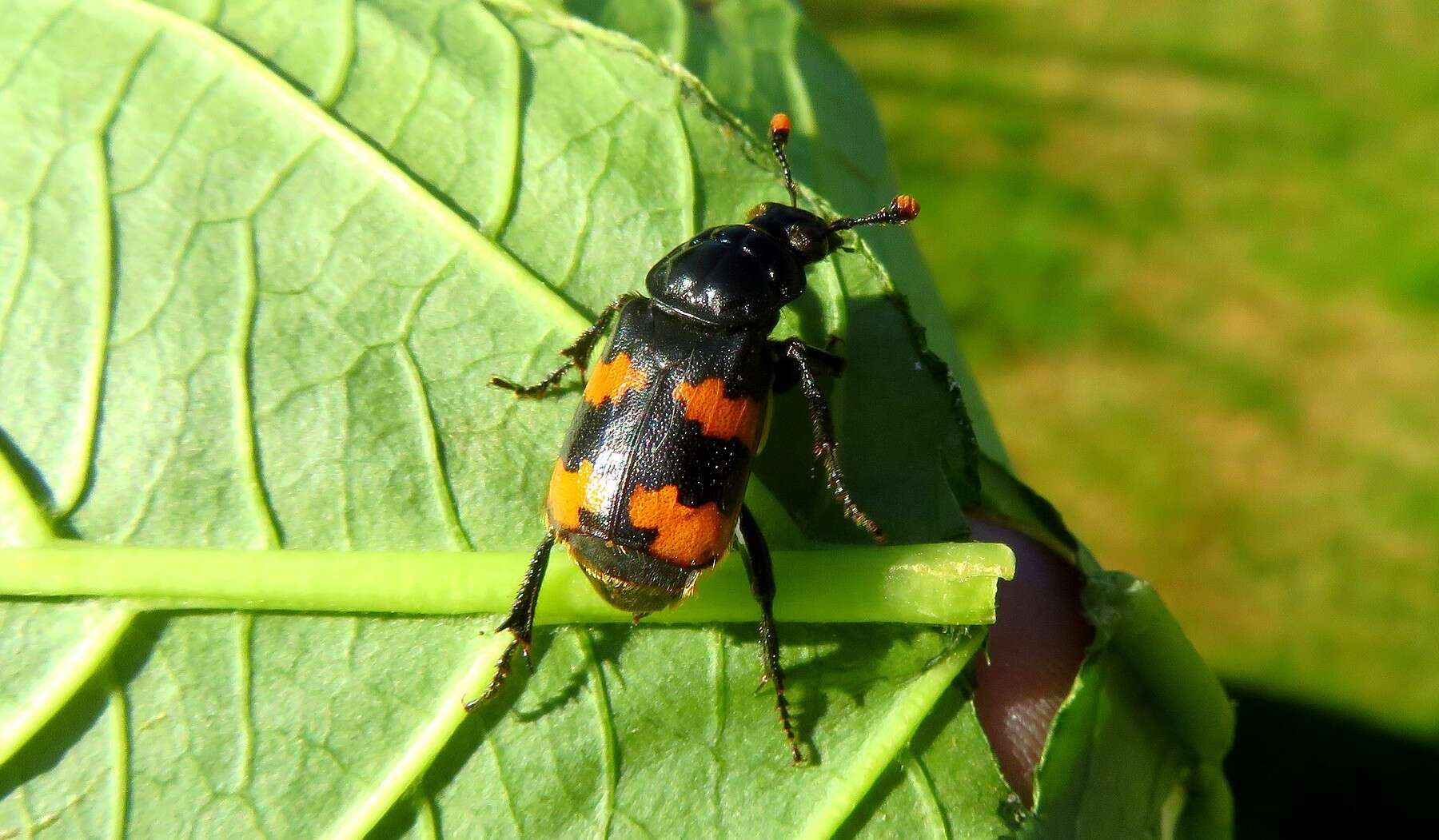 Image of Nicrophorus (Nicrophorus) interruptus (Stephens 1830)