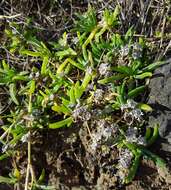 Image of Delosperma napiforme (N. E. Br.) Schwant.