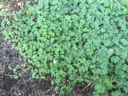 Image of cinquefoil geranium