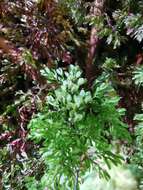 Image of Hymenophyllum paniculiflorum Presl