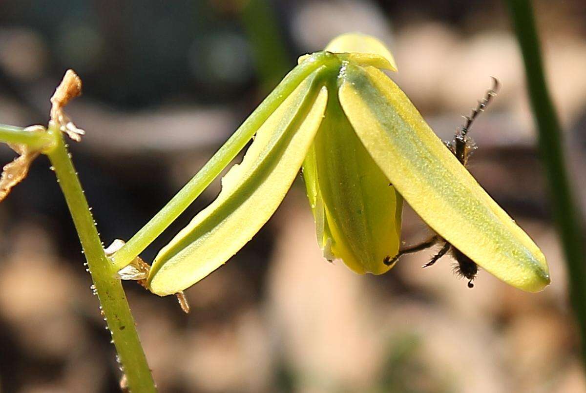 Imagem de Albuca viscosa L. fil.