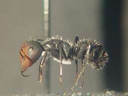 صورة Camponotus ulcerosus Wheeler 1910