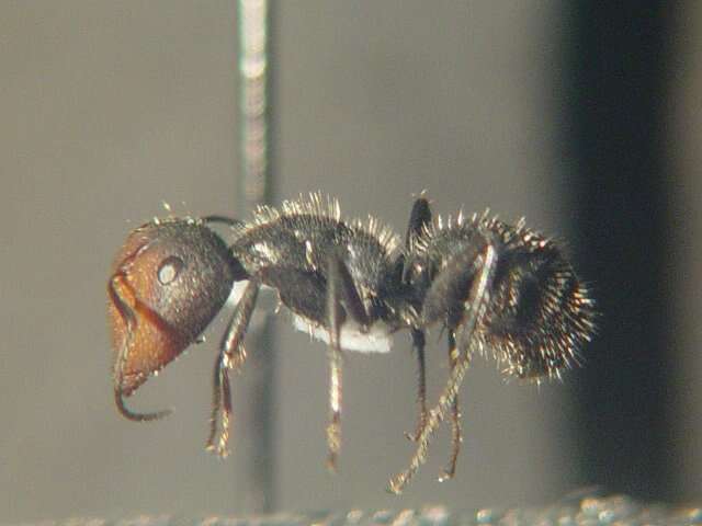 صورة Camponotus ulcerosus Wheeler 1910