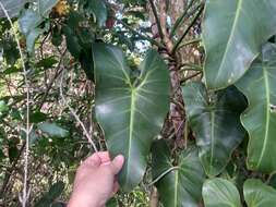 Image of heartleaf philodendron