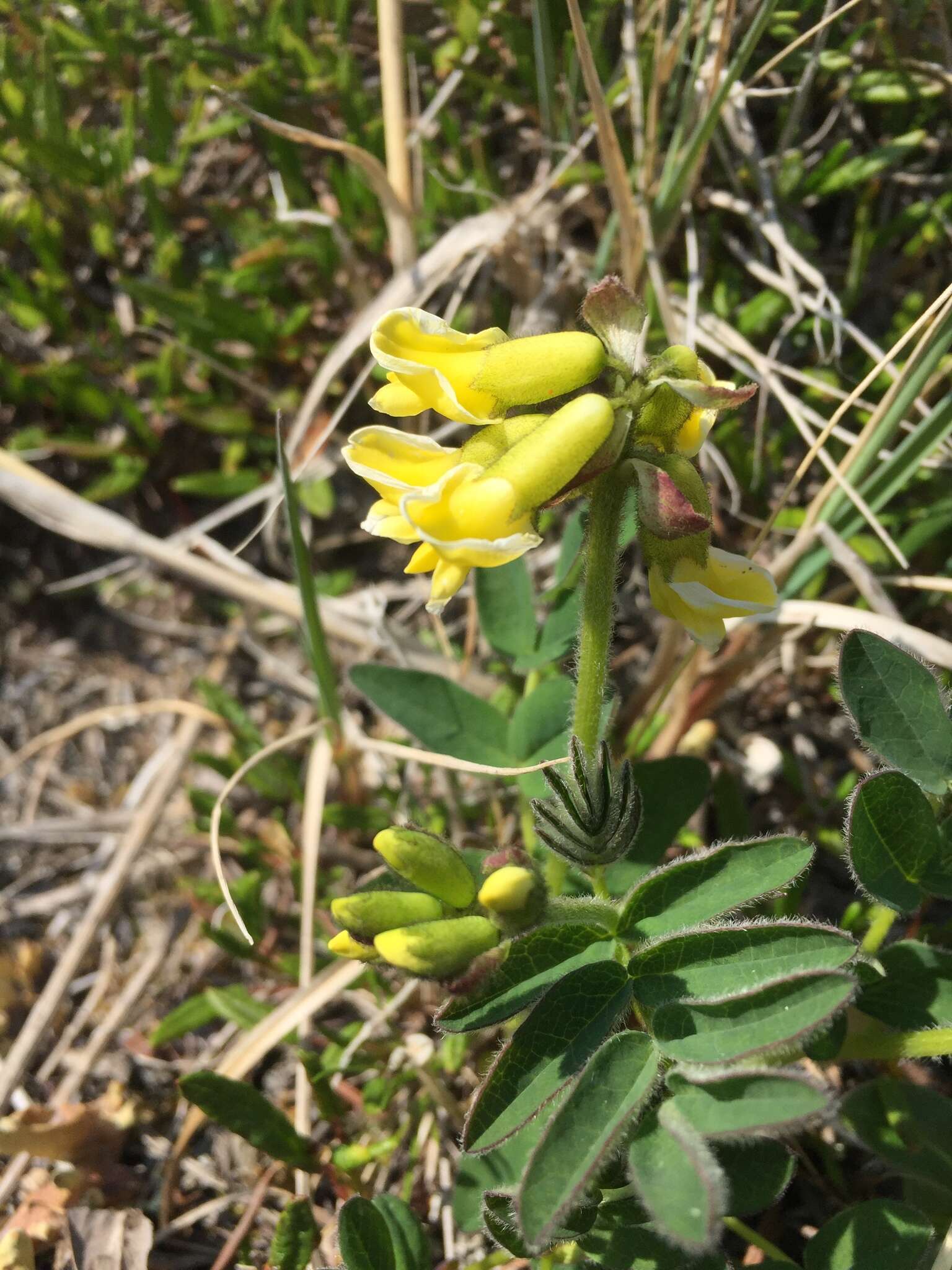 Image of tundra milkvetch