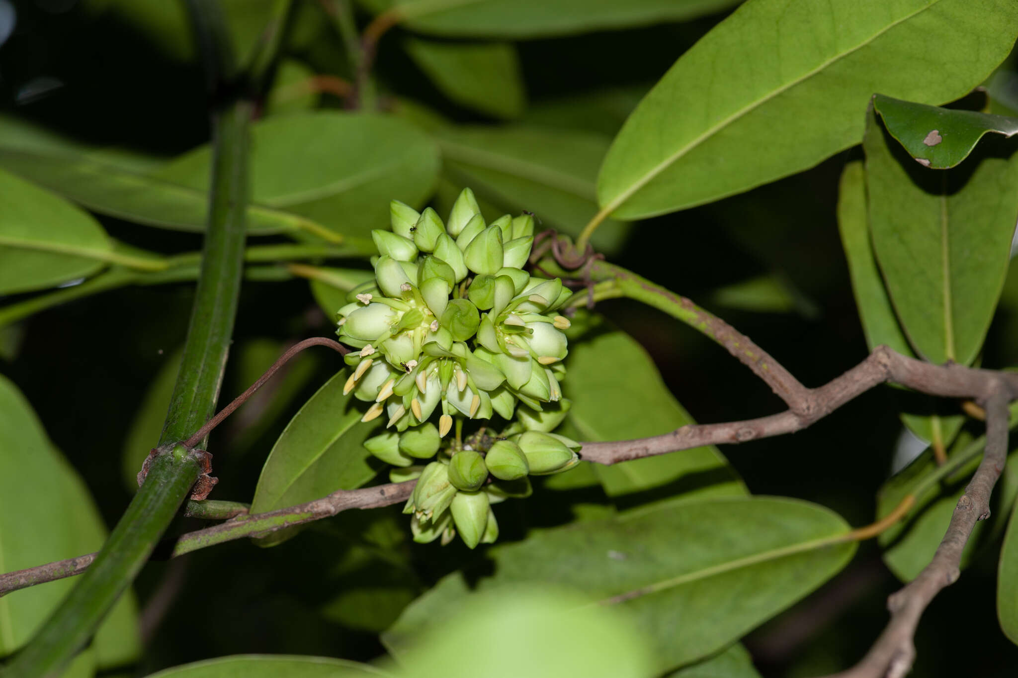 Brexia madagascariensis (Lamk.) Thouars ex Ker-Gawl. resmi