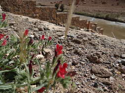 Image of Echium horridum Batt.