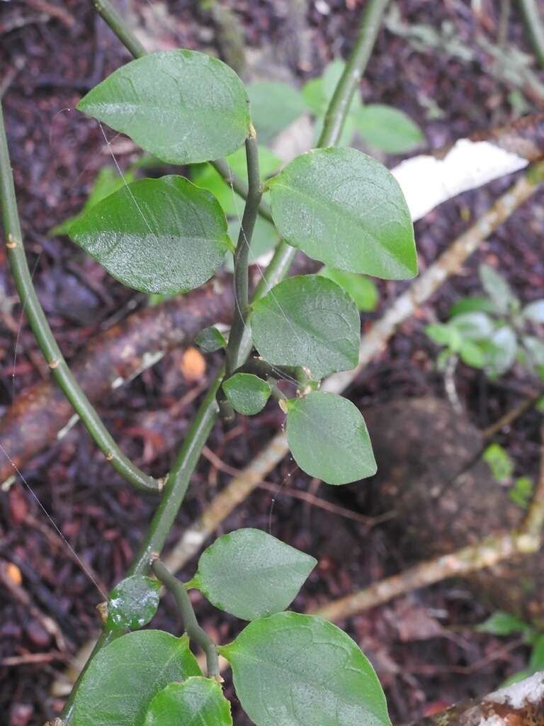 Plancia ëd Euphorbia tithymaloides L.