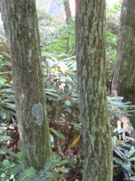 Image of Japanese Cherry Birch